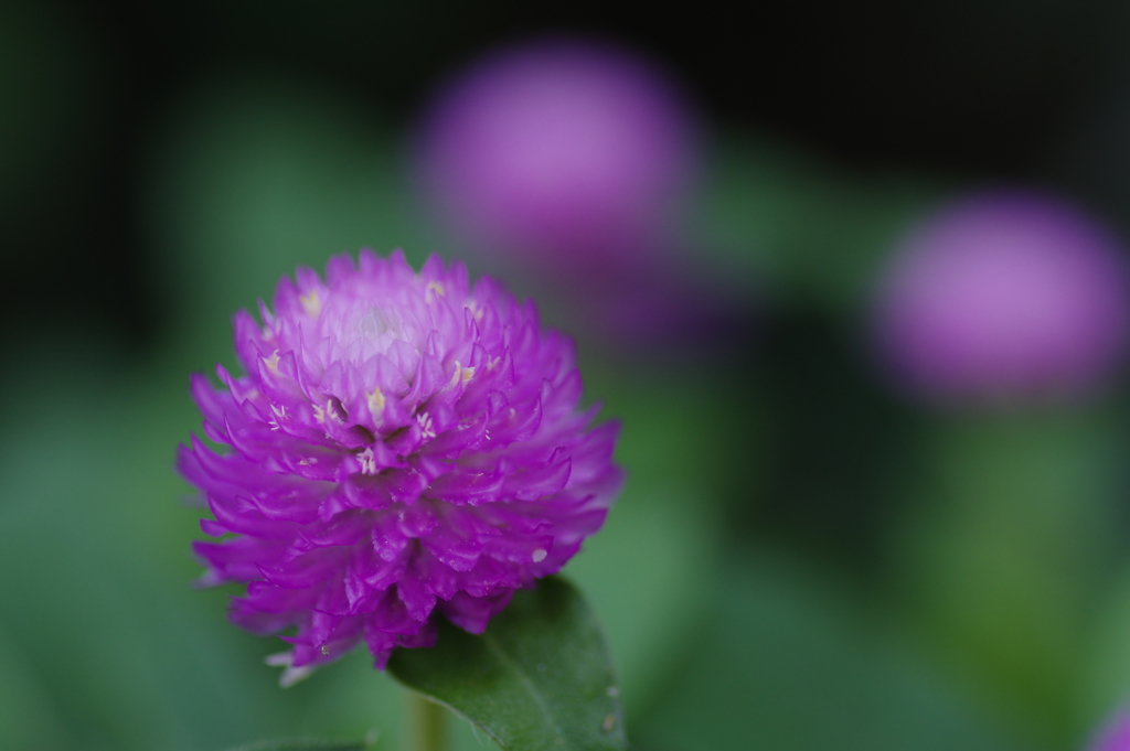 秋の京都植物園にて