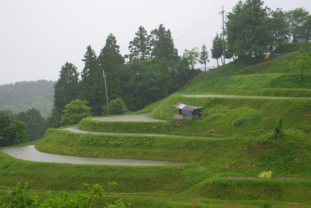 雨に佇む棚田