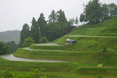 雨に佇む棚田