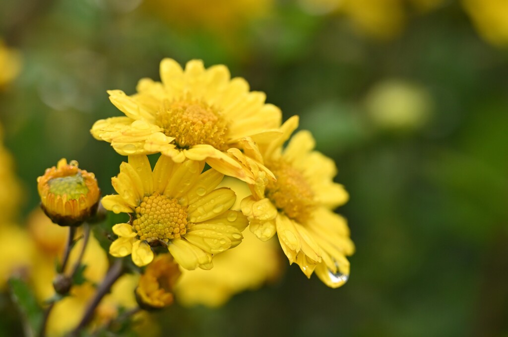 晩秋　秋雨と菊