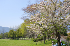 お花見日和