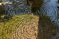 春陽光の手水