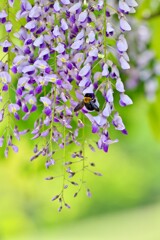 家撮り　藤の花