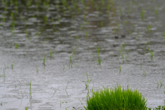 田植え直後　雨