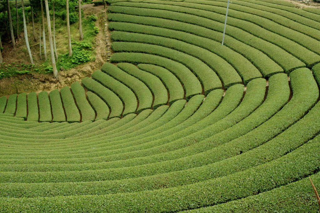 円形茶園１