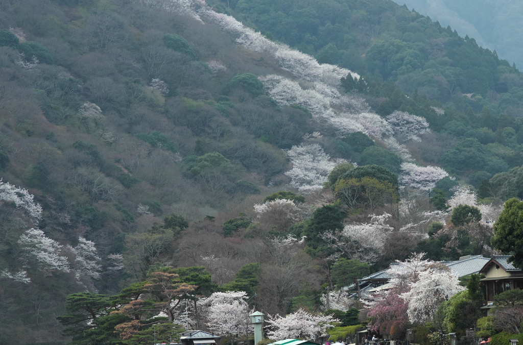 駆け登る山桜
