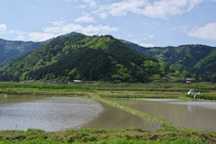 田植え前
