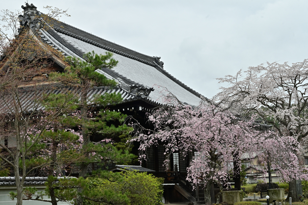 小雨の枝垂れ桜