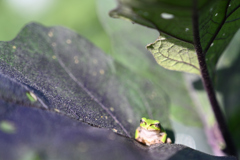 茄子の葉とアマガエル