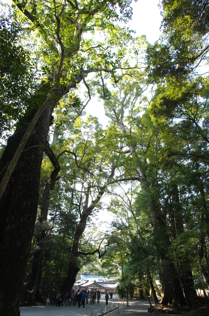 伊勢神宮の杜