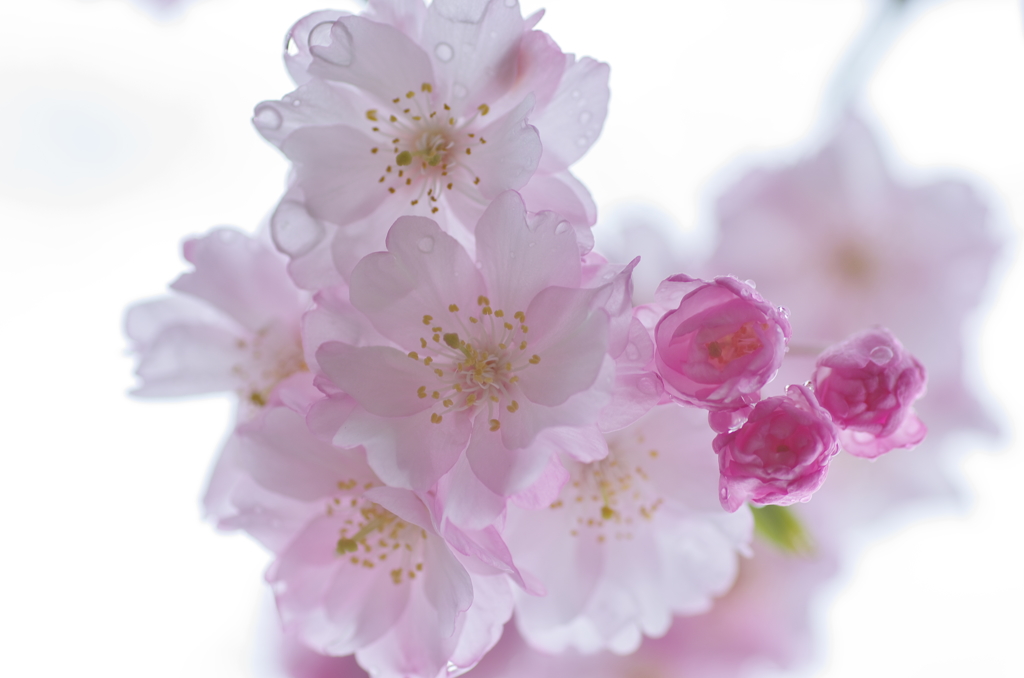 雨の枝垂桜