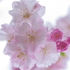 雨の枝垂桜