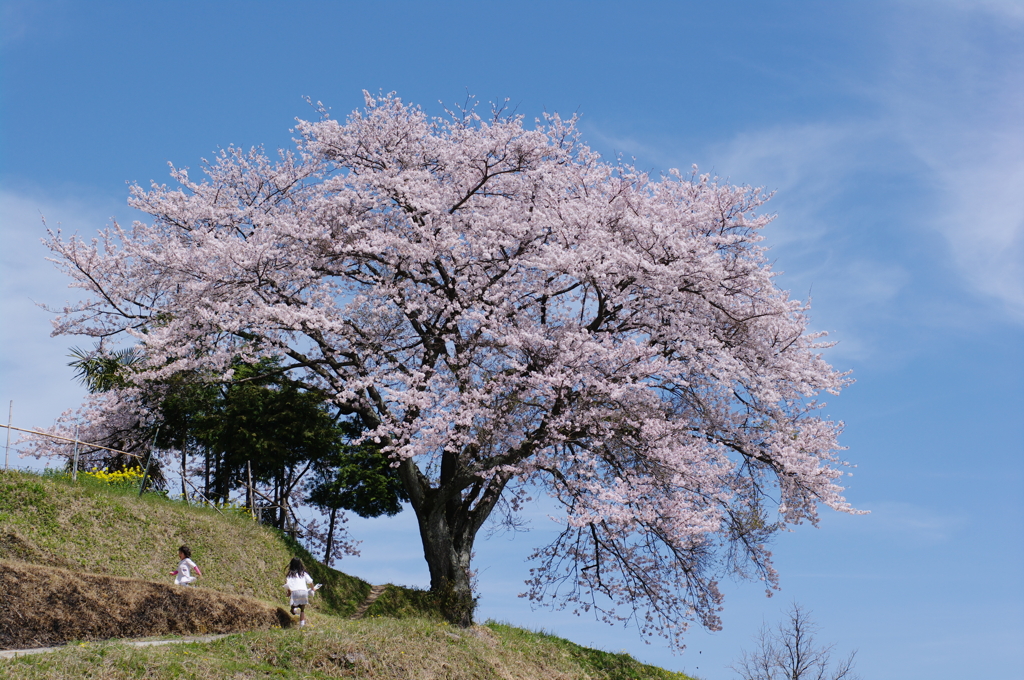一本桜にいだかれて