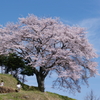 一本桜にいだかれて