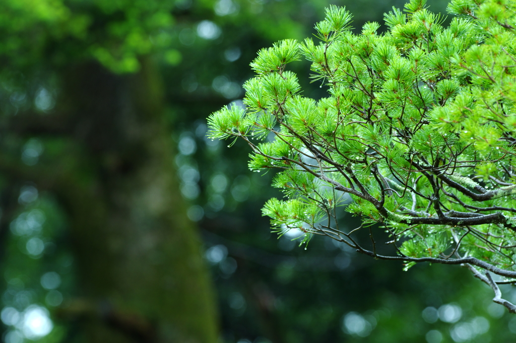 雨の五葉松