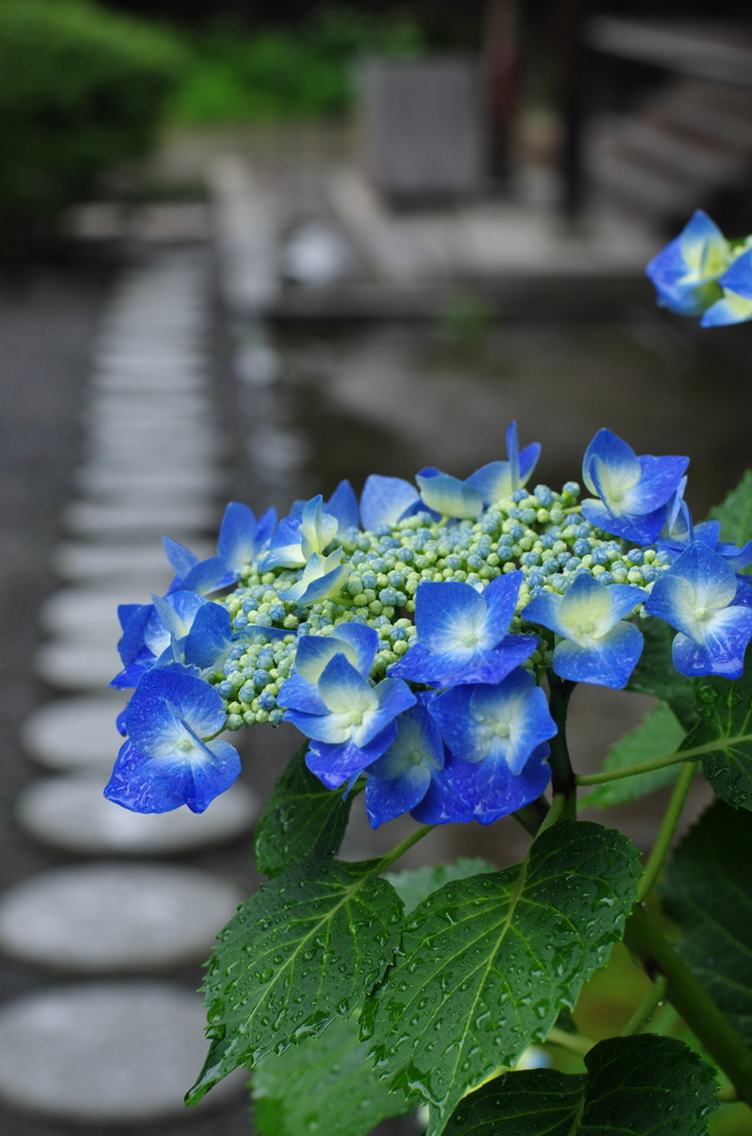 雨の勧修寺にて