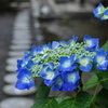 雨の勧修寺にて