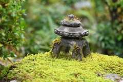 小雨の庭　苔