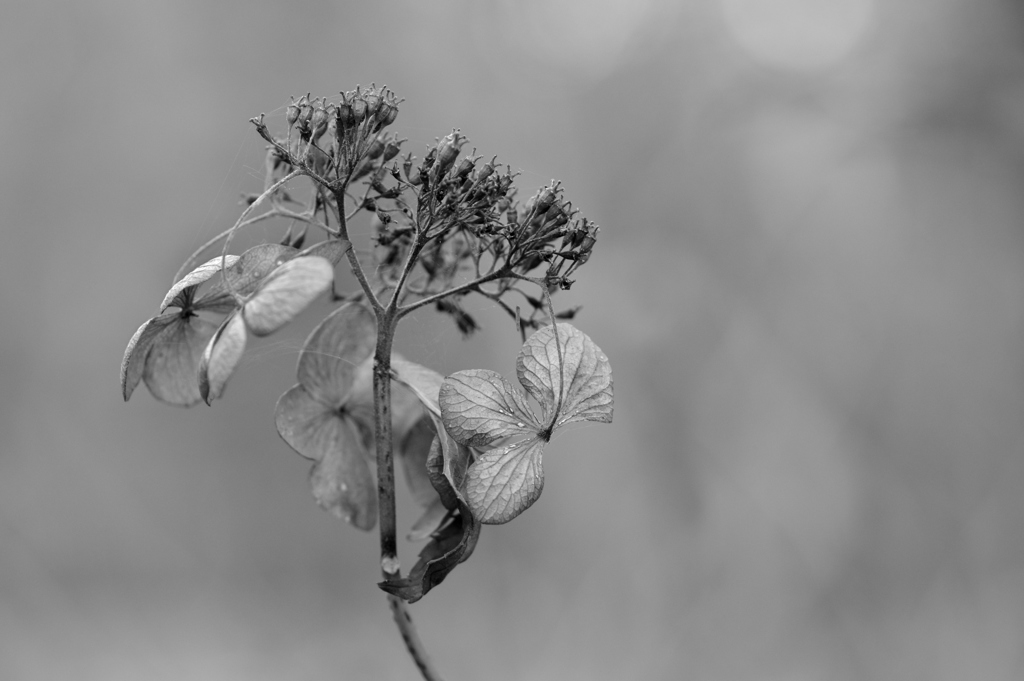 枯れ紫陽花