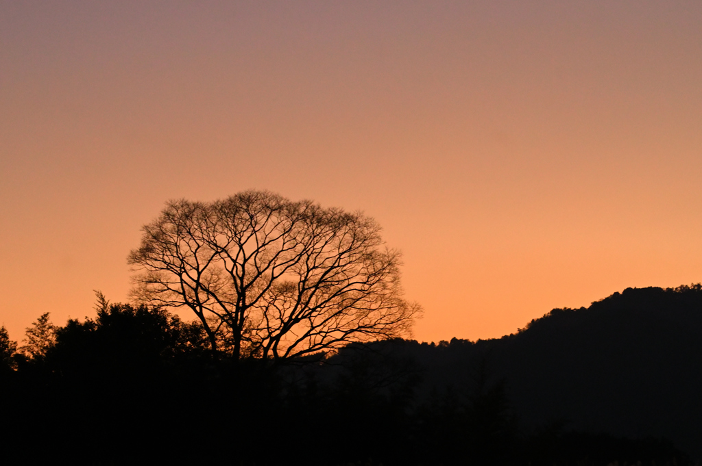 夕暮れの一本の大木１