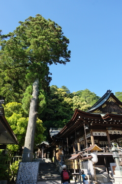 日牟禮八幡宮ー御神木ー