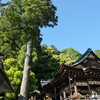 日牟禮八幡宮ー御神木ー