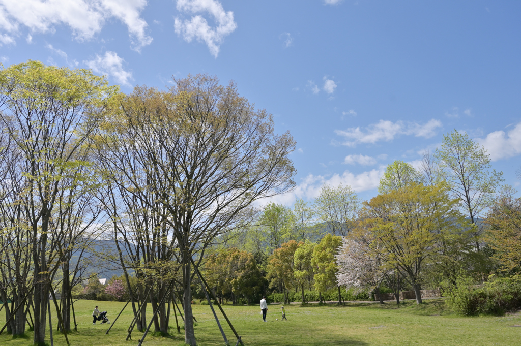 新緑の公園2