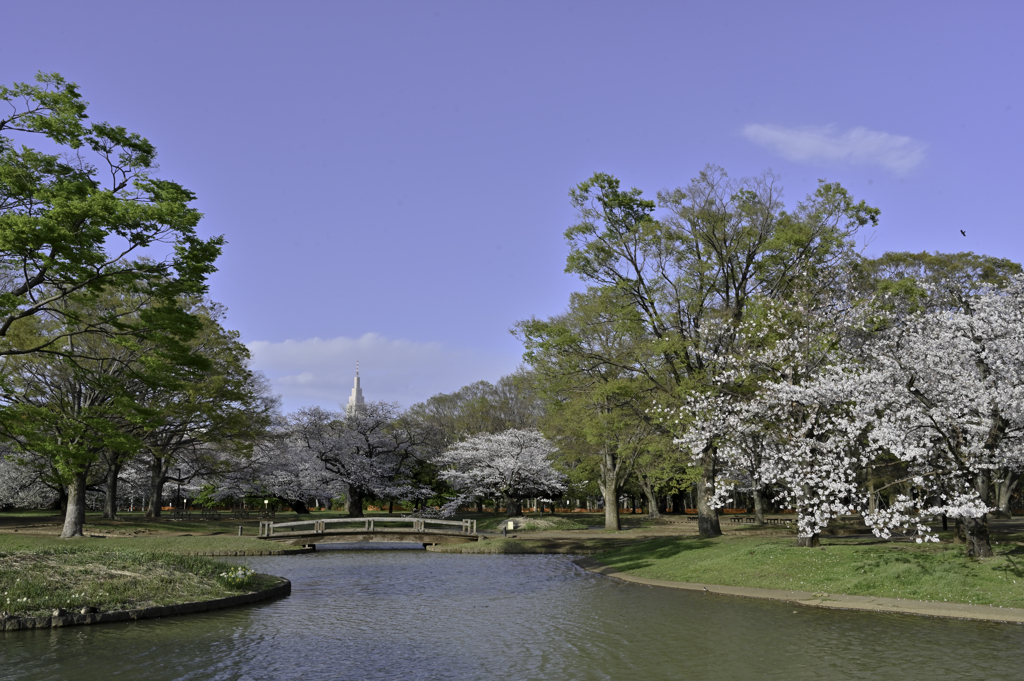 代々木公園　春の到来1