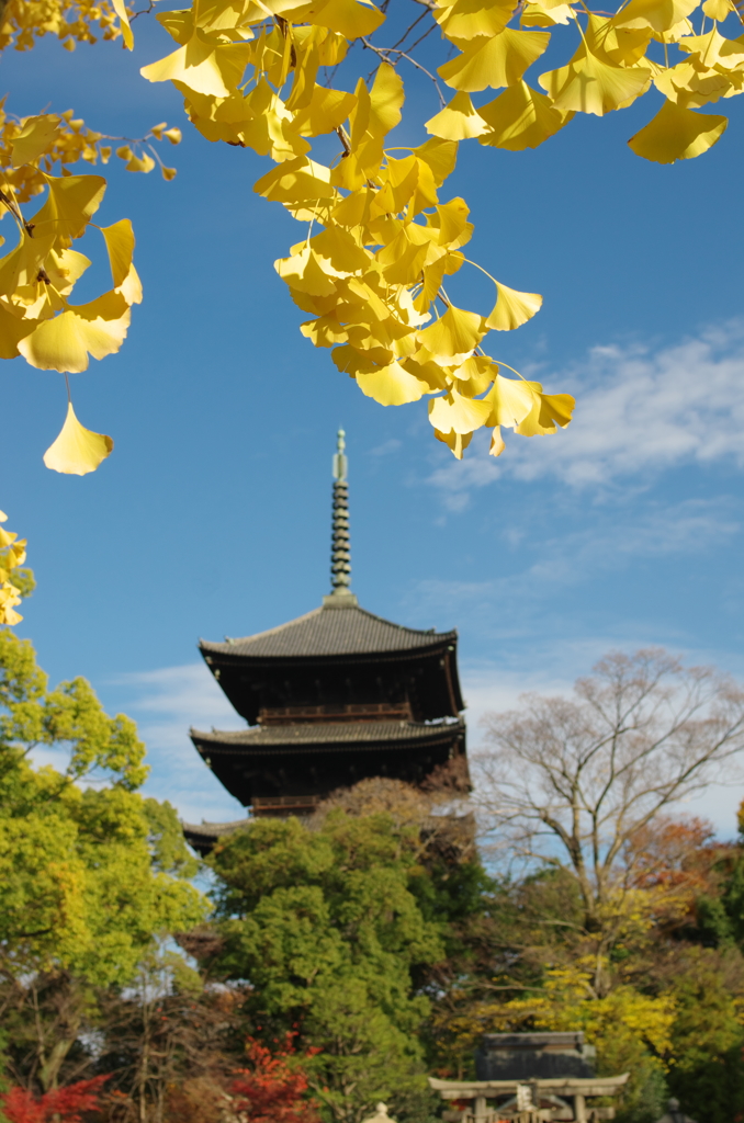 晩秋の東寺にて