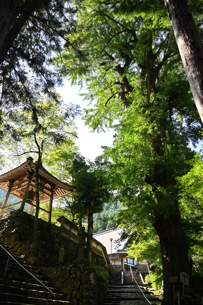 真夏の大銀杏