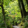 鈴蟲の寺　散策路