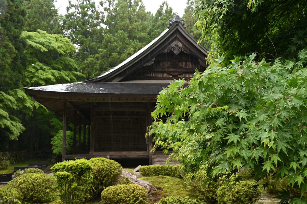 雨の来迎院本堂