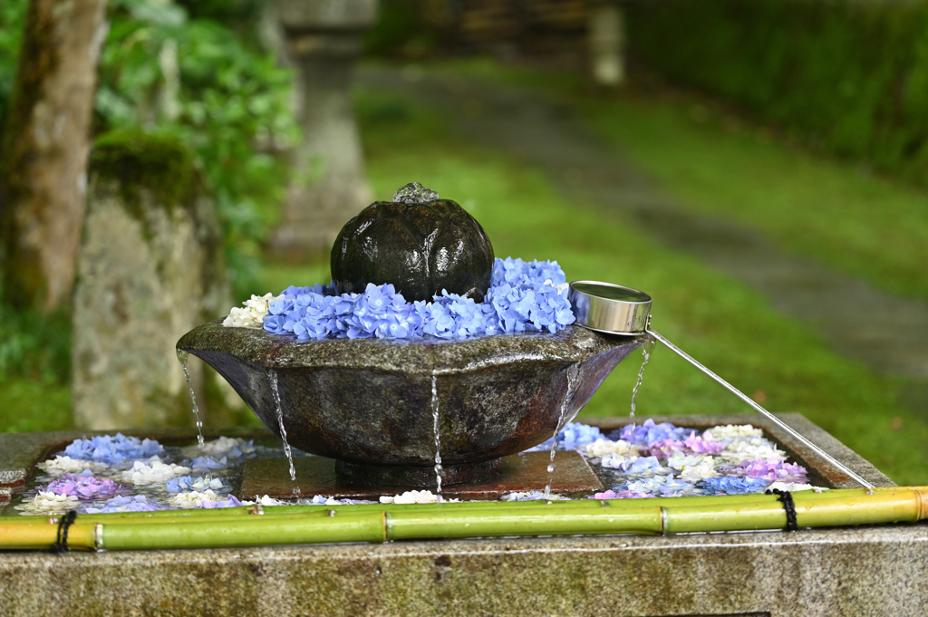 紫陽花の手水舎