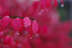 秋雨１　錦木 