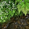 小雨の大原三千院・参道　　呂川