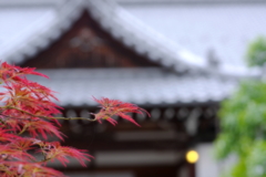 律院３　枝垂れもみじ