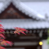 律院３　枝垂れもみじ