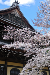南禅寺　桜
