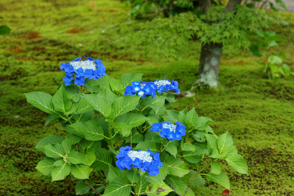 勧修寺境内にてー梅雨時ー