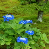 勧修寺境内にてー梅雨時ー