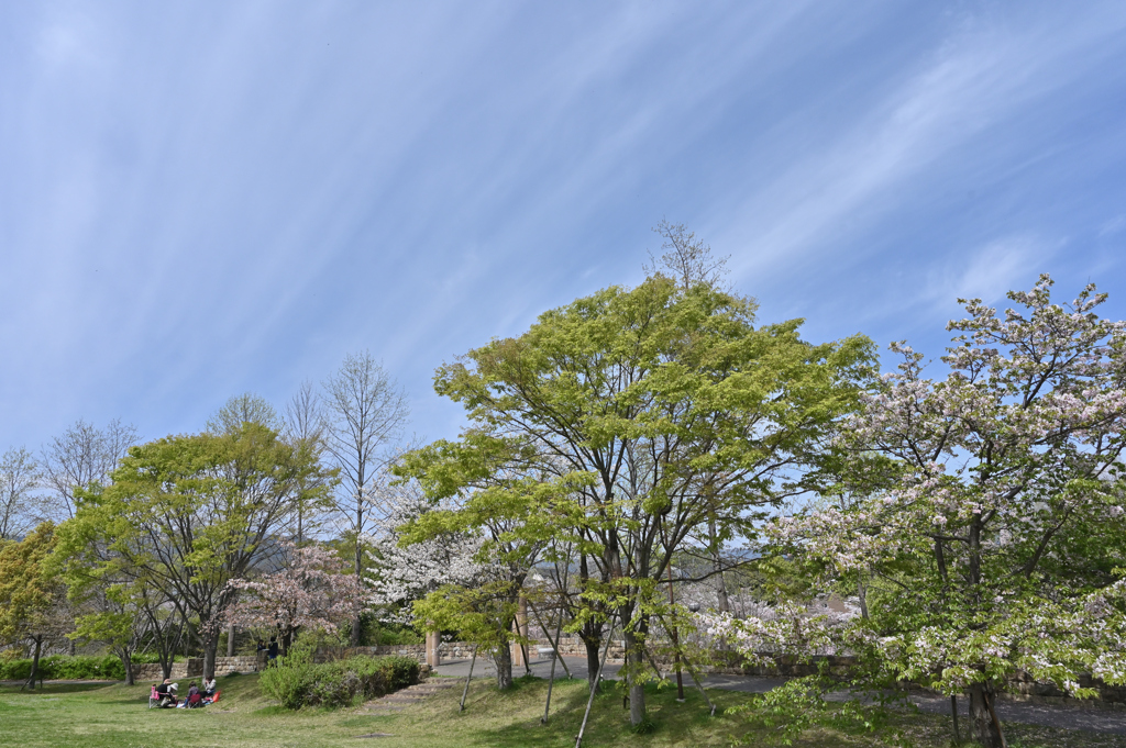新緑と桜