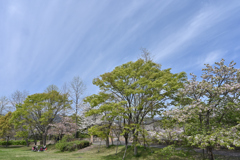 新緑と桜