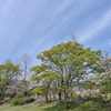 新緑と桜