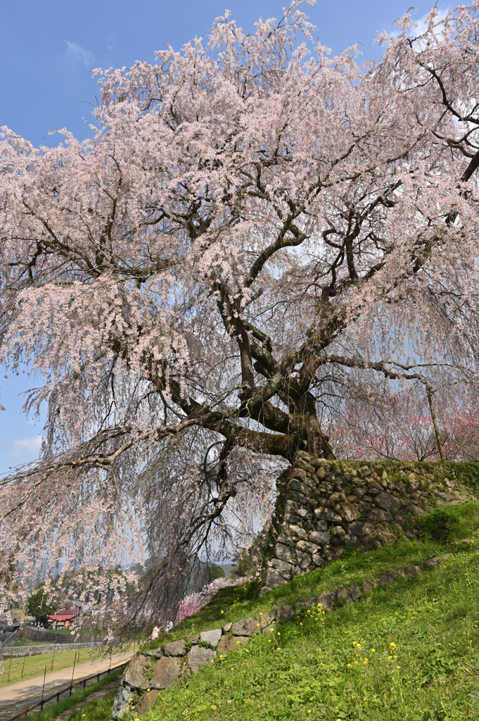 又兵衛桜１