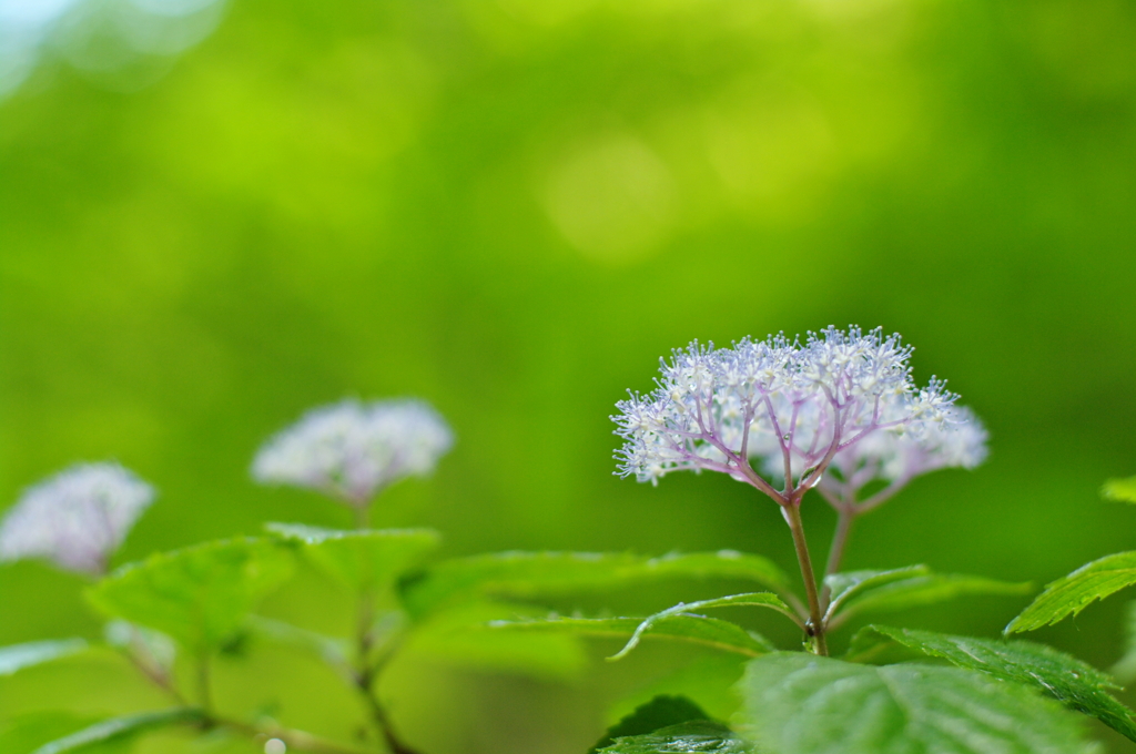 渓谷に咲く　－小紫陽花－