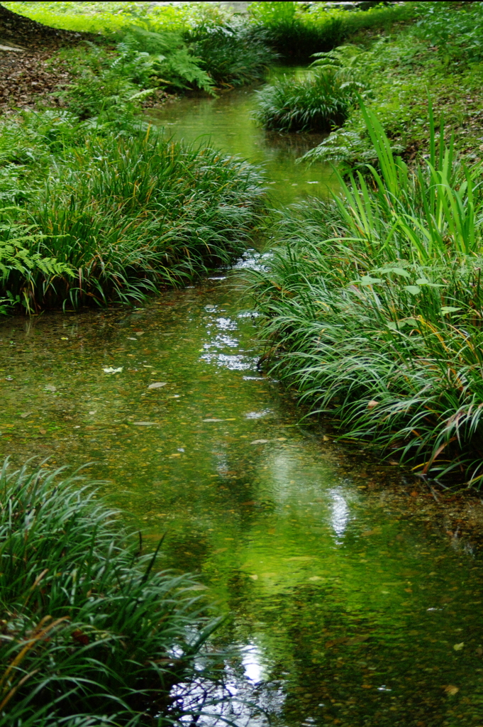 糺の森　　奈良の小川