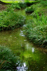 糺の森　　奈良の小川
