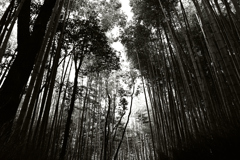 嵯峨野　竹林の道1