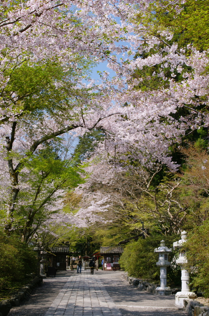 石山寺　春爛漫