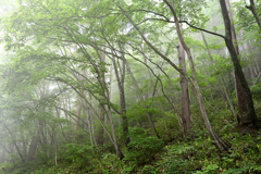 霧雨　戸隠の森２